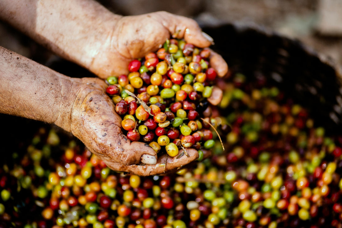 Rising Coffee Prices