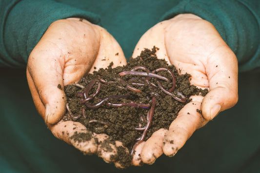 Coffee in your Compost